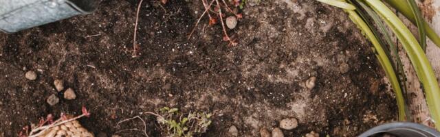 NÕUANDED I 5 lihtsat nippi, kuidas kompostiga aed kevadel ellu äratada