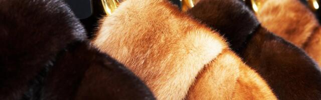 Soome karusnahaäri õitseb. Suured kogused liiguvad suurte summade eest välismaale 