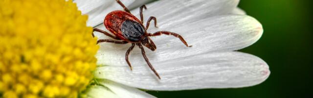 Puukide seire liigub TAI-st Terviseametisse