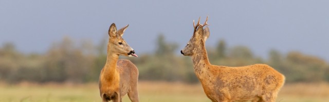 Fotolugu: hilja, sokuke, hilja!