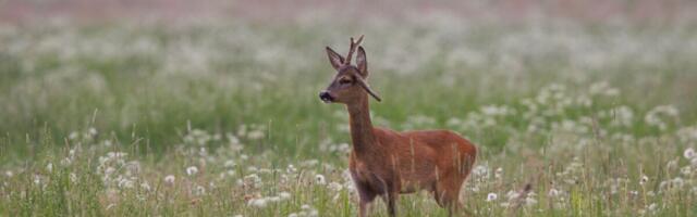 Ulukiseire 2025: suurkiskjate arvukus kasvab, väikeloomadel langustrend