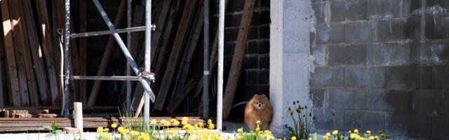 Maamaks tabab kümneid tuhandeid uusi maksjaid