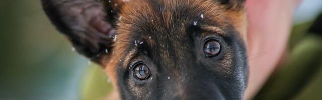 Nunnumeeter põhja - Lõuna prefektuuri saabus uus koerabeebi Runa