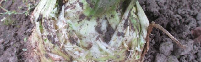 Aia-apsud: kes istutas aeda võililli, kes kutsus sipelgad oma õuele, kes uputas istikud