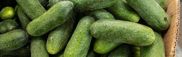 TURG | Kodumaise lühikese kurgi kilo eest võib maksta ligi 15 eurot! Kevadandidel on õiglane hind