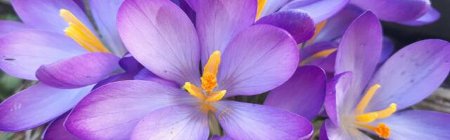 Pärnus toimub Papa Jannseni nädal