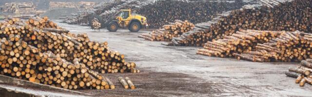 Saepalgi hind on ülemaailmses languses