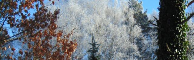 SASSIS | Aasta algus looduses: laulev musträstas ja õitsev näsiniin