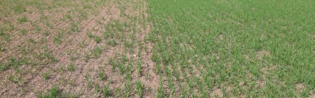 Nädal põllul: taliteraviljade külviaeg, puhtimine ja külv