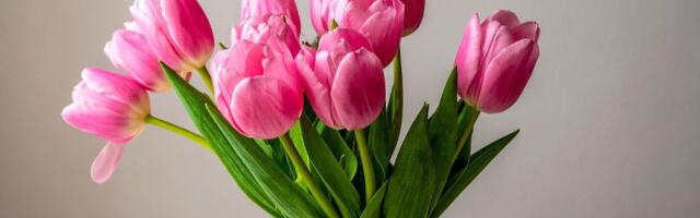 Hea nipp, mis aitab tulpidel vaasis palju kauem värskena püsida