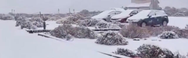 VIDEO: Kanaaridel tuli lumi maha ja külmetab