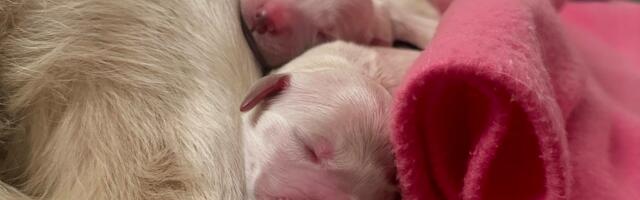 VAATA OTSE | Kutsikakaamera täies hoos! Holly tõi ilmale 9 imearmsat koerapoega