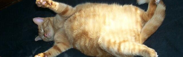 Paks kass omastab kehvemini toitaineid