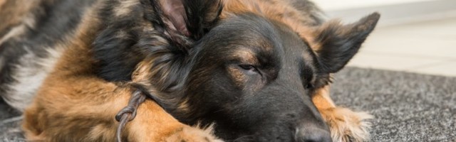 Kiiresti vaktsineerima: rebased levitavad Tallinna ümbruses taas äärmiselt nakkuslikku koerte katku