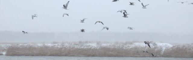 TORMIBLOGI | Suursaartele on antud kolmanda taseme ilmahoiatus