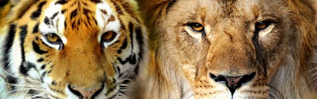 Lõvi või tiiger? Sinu valik selles isiksusetestis paljastab rohkem, kui arvata oskad