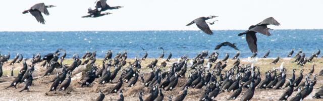 Kasvav Läänemere nuhtlus. Kormoranide arvukus on ammu kontrolli alt väljunud