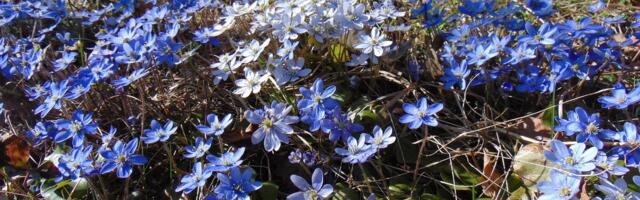 Kevadlilled murus ja puude all säravad kõige kaunimalt