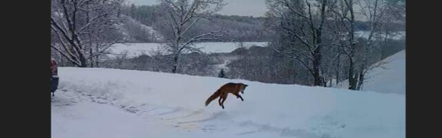 VIDEO | Pealtnägija püüdis kaamerasse Viljandis lumes hullanud rebase