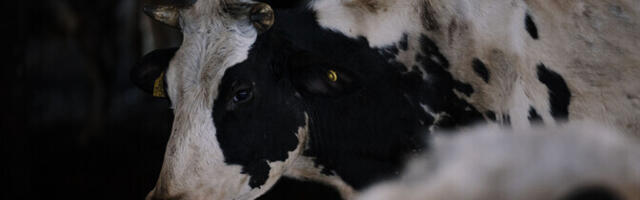 E-Piima pankrot pani väiksed piimatootjad raskesse seisu