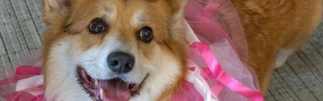 FOTOD | Nunnumeeter põhjas! Corgi Festile kogunes üle 100 sabaliputaja