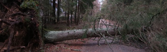Teele kukkunud puu sulges koolibussi tee