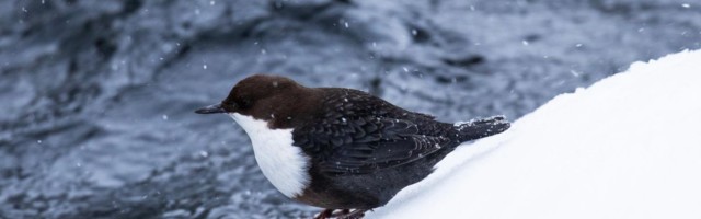 Külma võim koondas linnud vähestele lahtistele jõelõikudele