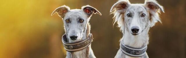 Vali lemmikloom, kes sobib kõige paremini sinu elustiiliga