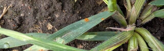 Vihmane sügis kasvatab haigussurvet: kuidas kaitsta talivilja tervist?