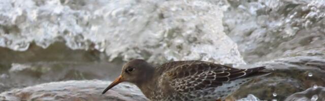 Põõsaspeal nähti suurt merirüdiparve