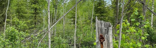 Valmistume uueks taastamiskavaks