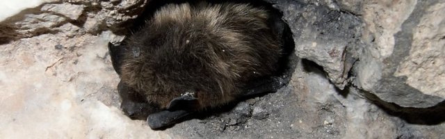 ÄRGE TAPKE | ÜRO: nahkhiired ei nakata inimesi koroonaviirusega