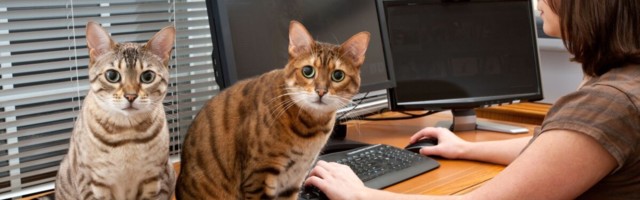 Aasta kaugtööeksperimenti: kas oleme uue normaalsusega harjunud?