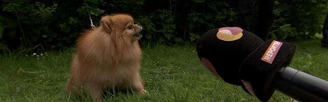 Vanalinna päevade lõppu tähistati lemmikute paraadiga