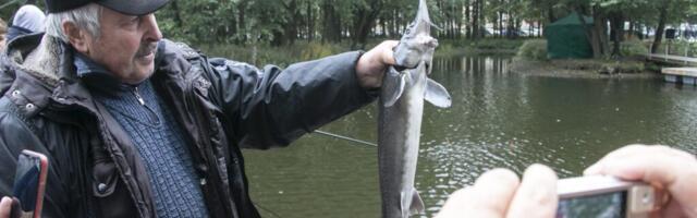 Mustamäe kutsub laupäeval kalalaadale