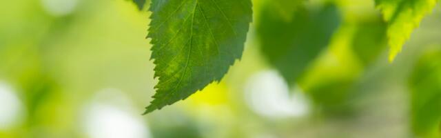 Avasta Eesti loodust Loodusloovusfestivali retkedel