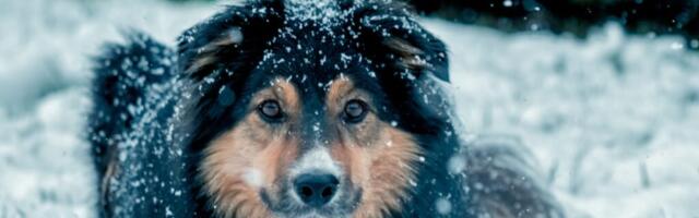 Lemmikloomakino kingib loomaomanikele rohkem vaba aega