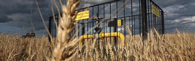 Soome teadlased: Venemaa püüab teraviljaleppe lõpetamise kaudu näljahäda tekitada