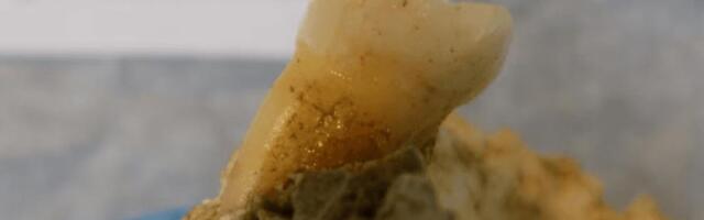 4000 aastat vanade inimjäänuste purihammastest leiti hambakaariest põhjustavaid baktereid