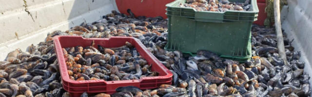 HEA TEENISTUS | Hiiumaa rannakalurid teevad püügirekordeid