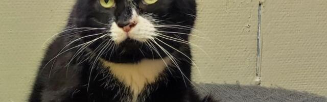 Varjupaikade MTÜ selle nädala staar on Kaspar Võru varjupaigast