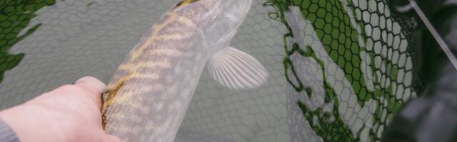 Muutusid alammõõdud haugile ja ahvenale