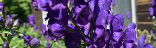 Ära toida oma hirme ehk Mürgine, mürgisem, mürgiseim