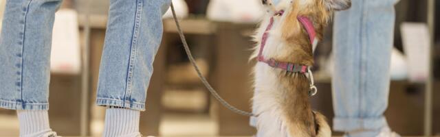 Lõunakeskuses toimus värvikirev koerte moešõu