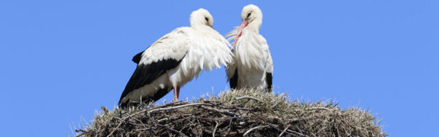 Võntküla kurgede pesapost läheb vahetusse