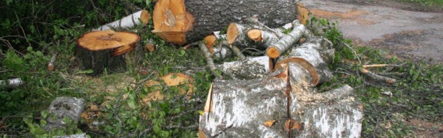 Vallaametniku luba suured kased maha saagida ajas naabritel harja punaseks