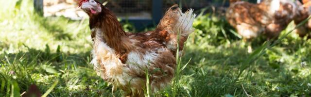 Esmakordselt Eestis - päästeaktsioon “Puurikanad turvakodusse”