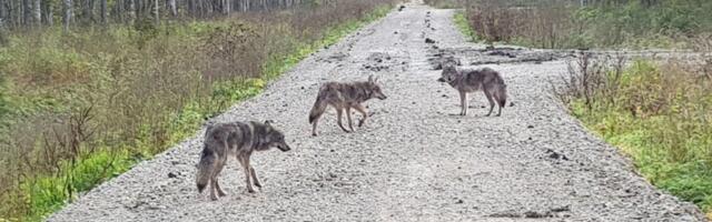 Lõppenud hooajal küttisid jahimehed lubatud 134 hundi asemel 118