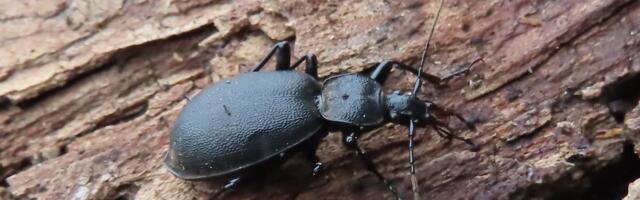 Kas karm talv on ukse ees? Mardikad teavad