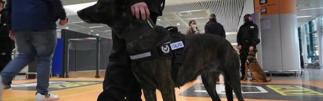 Reporter: Itaalias treenitakse koroonakoeri! Väljaõpe kestab 6-8 nädalat